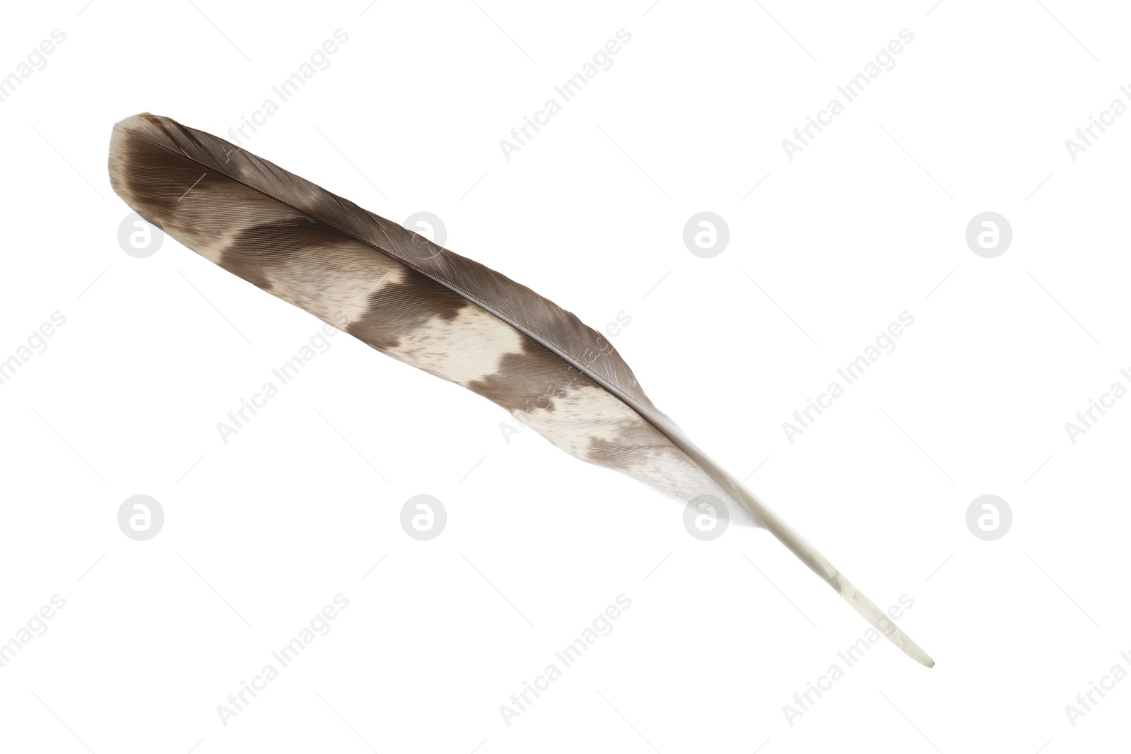 Photo of Beautiful grey bird feather isolated on white