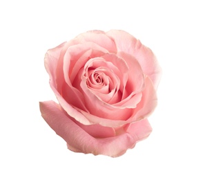 Photo of Beautiful pink rose on white background. Perfect gift