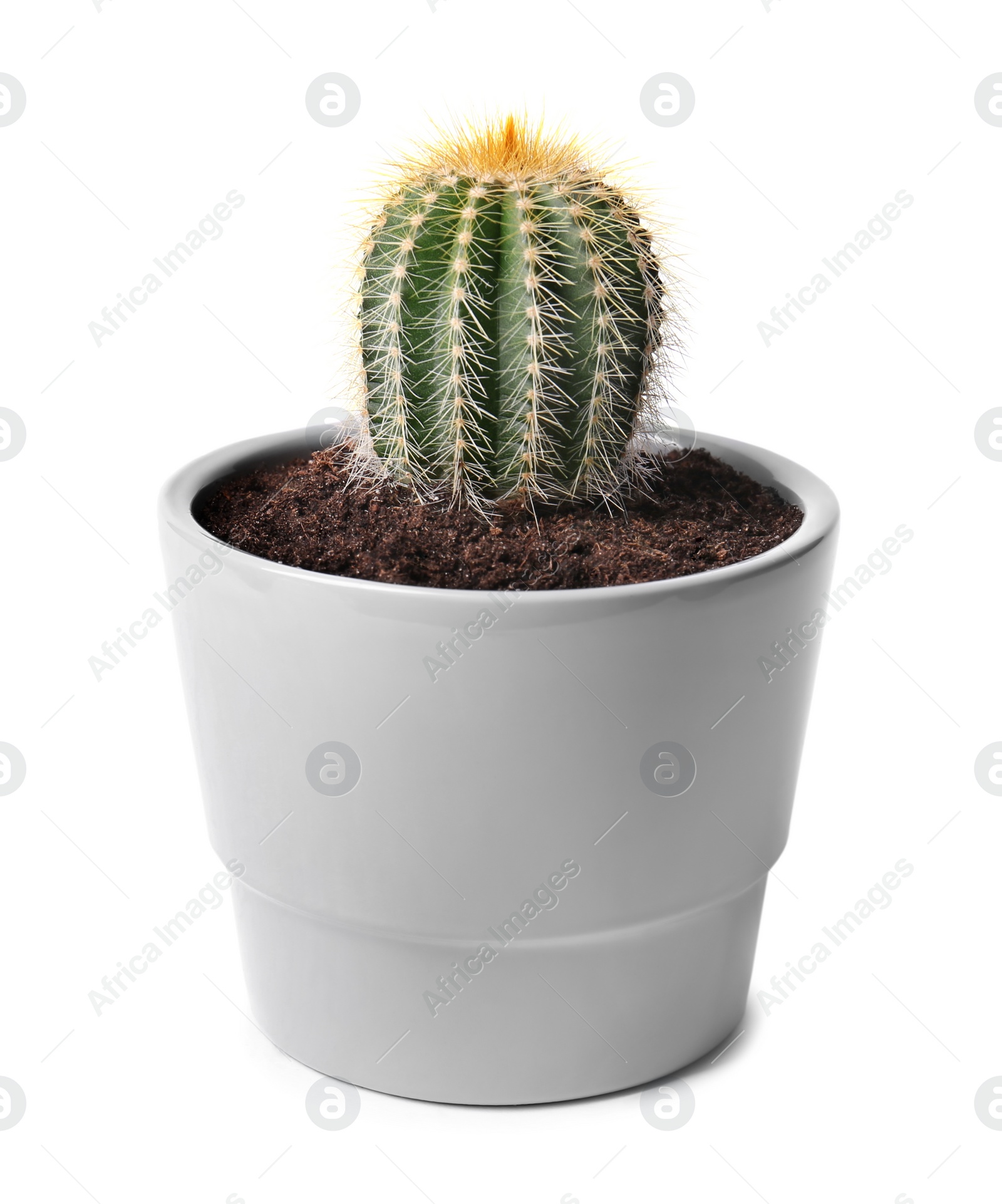 Photo of Beautiful green cactus in pot isolated on white