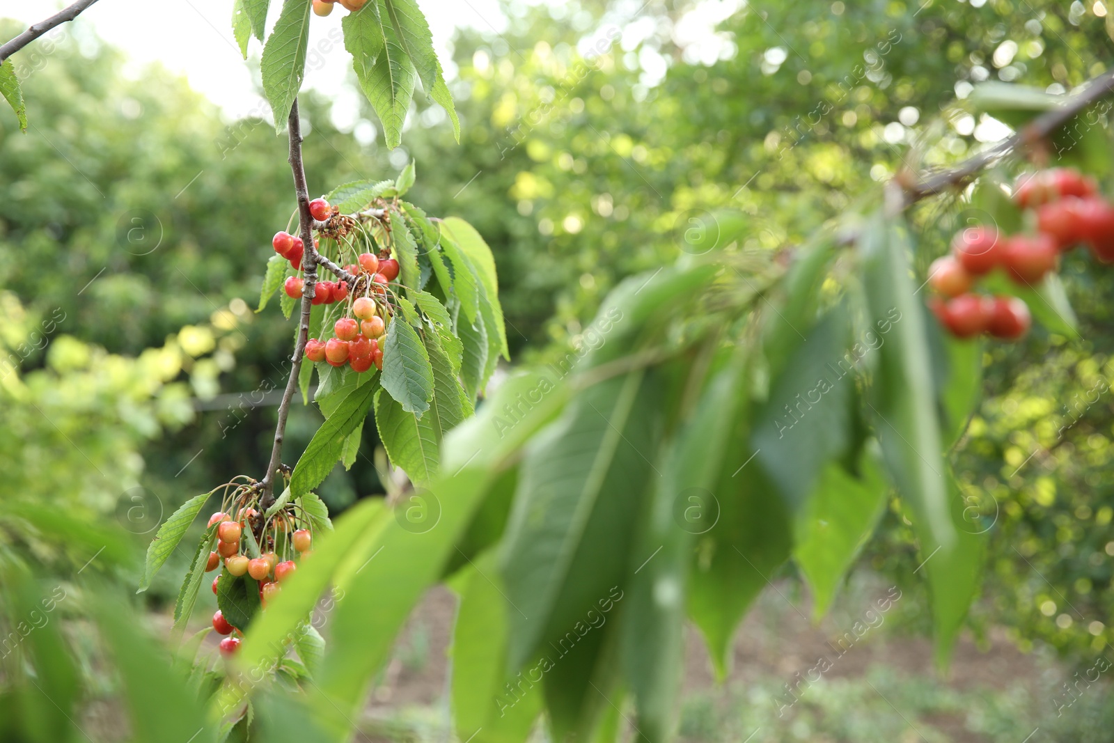 Photo of Cherry tree with green leaves and berries growing outdoors