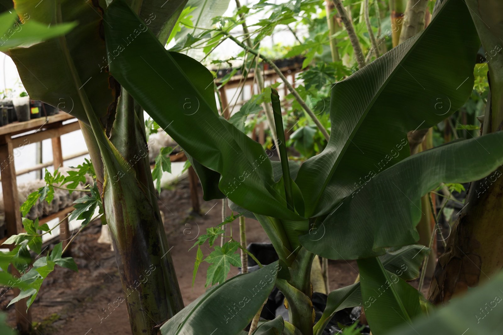 Photo of Many different beautiful plants growing in greenhouse