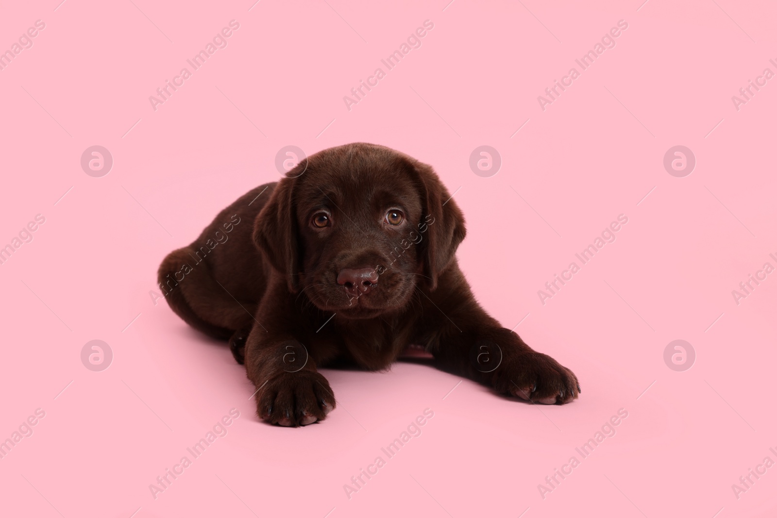 Cute chocolate Labrador Retriever puppy on pink background Photo of Cute chocolate Labrador Retriever puppy on pink background