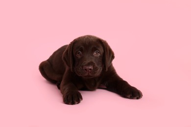 Photo of Cute chocolate Labrador Retriever puppy on pink background