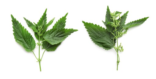 Image of Fresh stinging nettle plants on white background, top view. Collage
