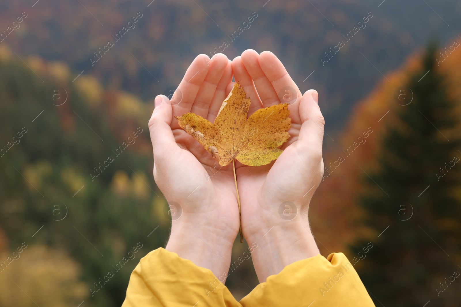 Photo of Woman holding beautiful autumn leaf near forest, closeup