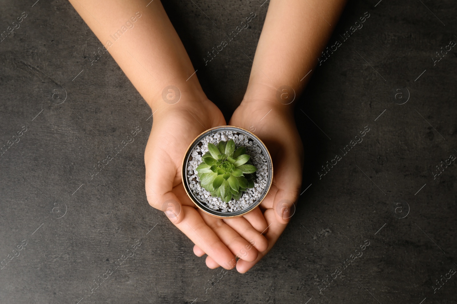 Photo of Child holding tin can with beautiful succulent at grey table, top view