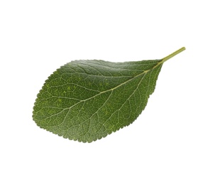 Photo of Fresh green plum leaf isolated on white