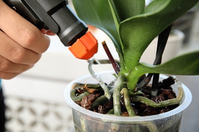 Photo of Woman spraying orchid plant on window sill, closeup