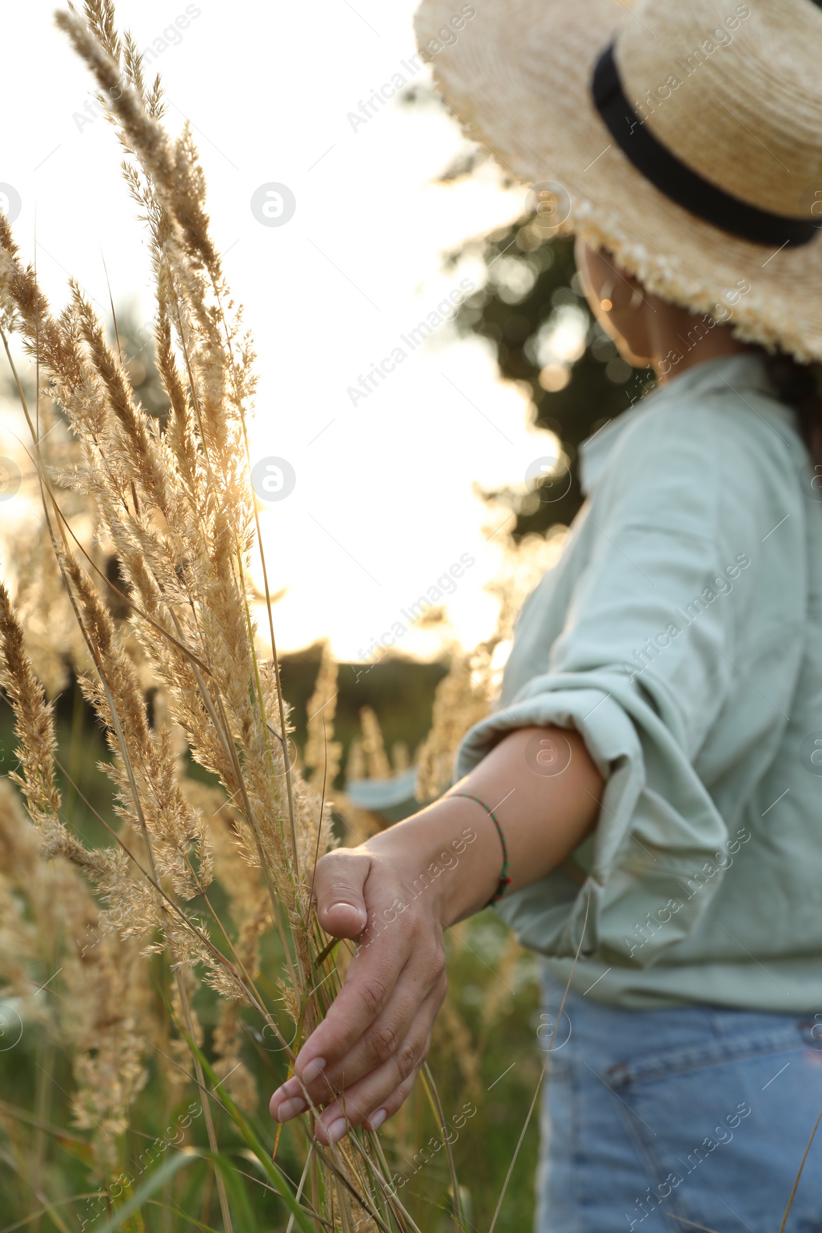 Photo of Woman walking through meadow and touching reed grass outdoors, selective focus