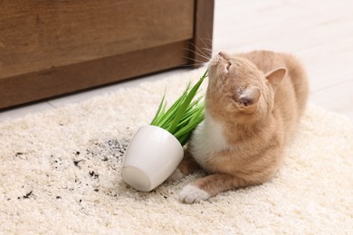 Photo of Cute ginger cat near overturned houseplant on carpet at home