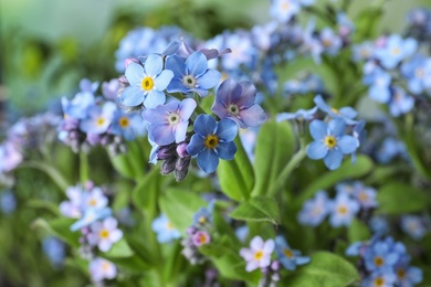 Photo of Amazing spring forget-me-not flowers as background, closeup view