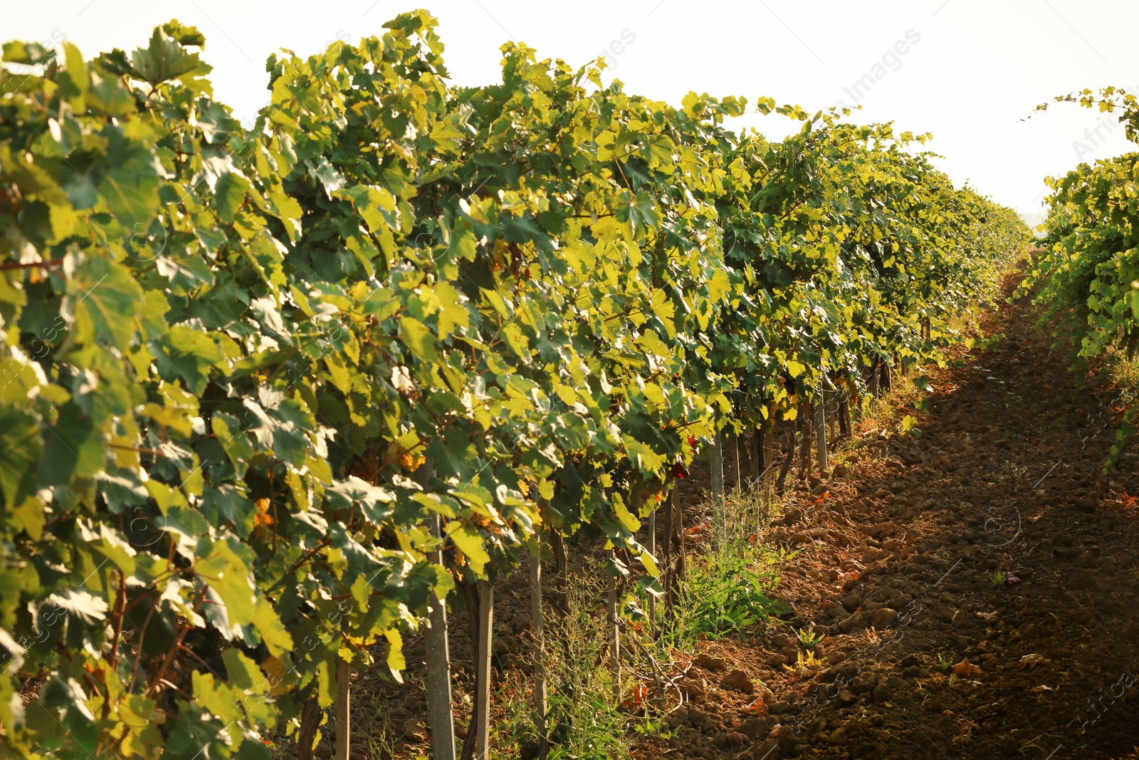 Photo of View of vineyard rows with fresh ripe juicy grapes on sunny day