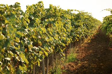 Photo of View of vineyard rows with fresh ripe juicy grapes on sunny day