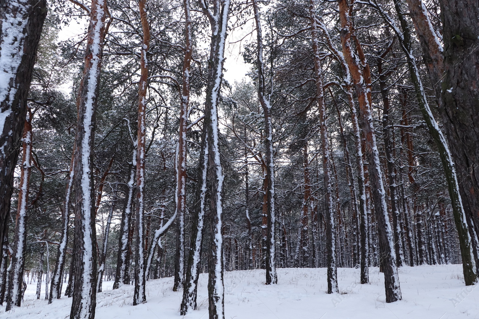 Photo of Picturesque view of beautiful forest covered with snow