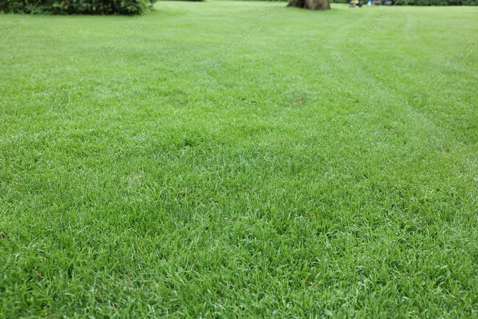 Photo of Beautiful freshly cut green lawn in park