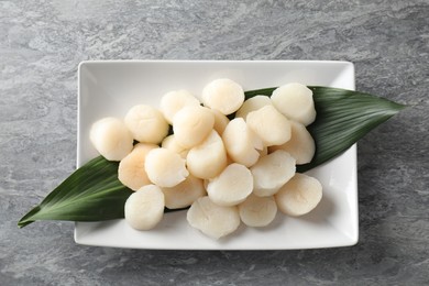 Fresh raw scallops on grey table, top view