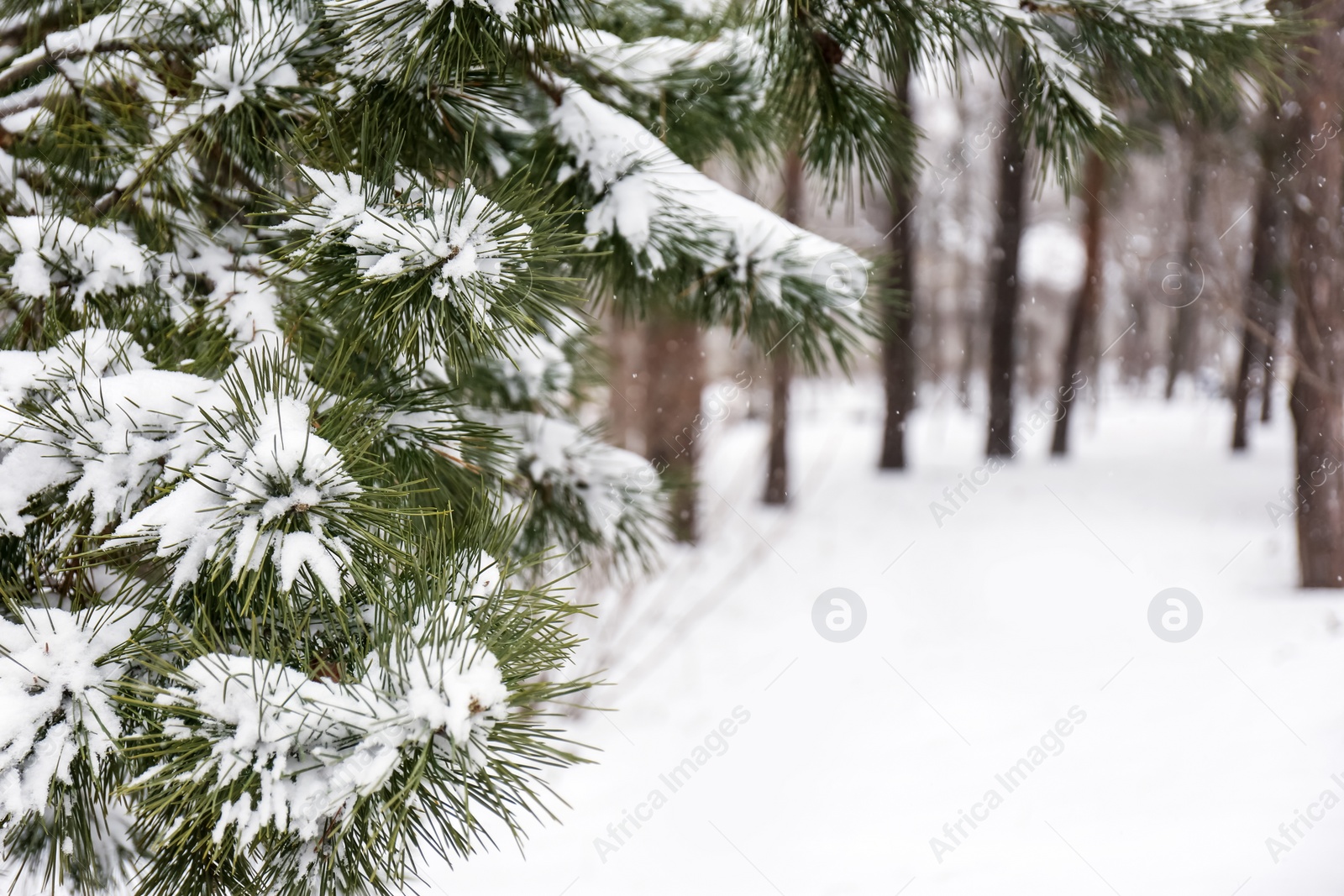 Photo of Coniferous branches covered with fresh snow, closeup