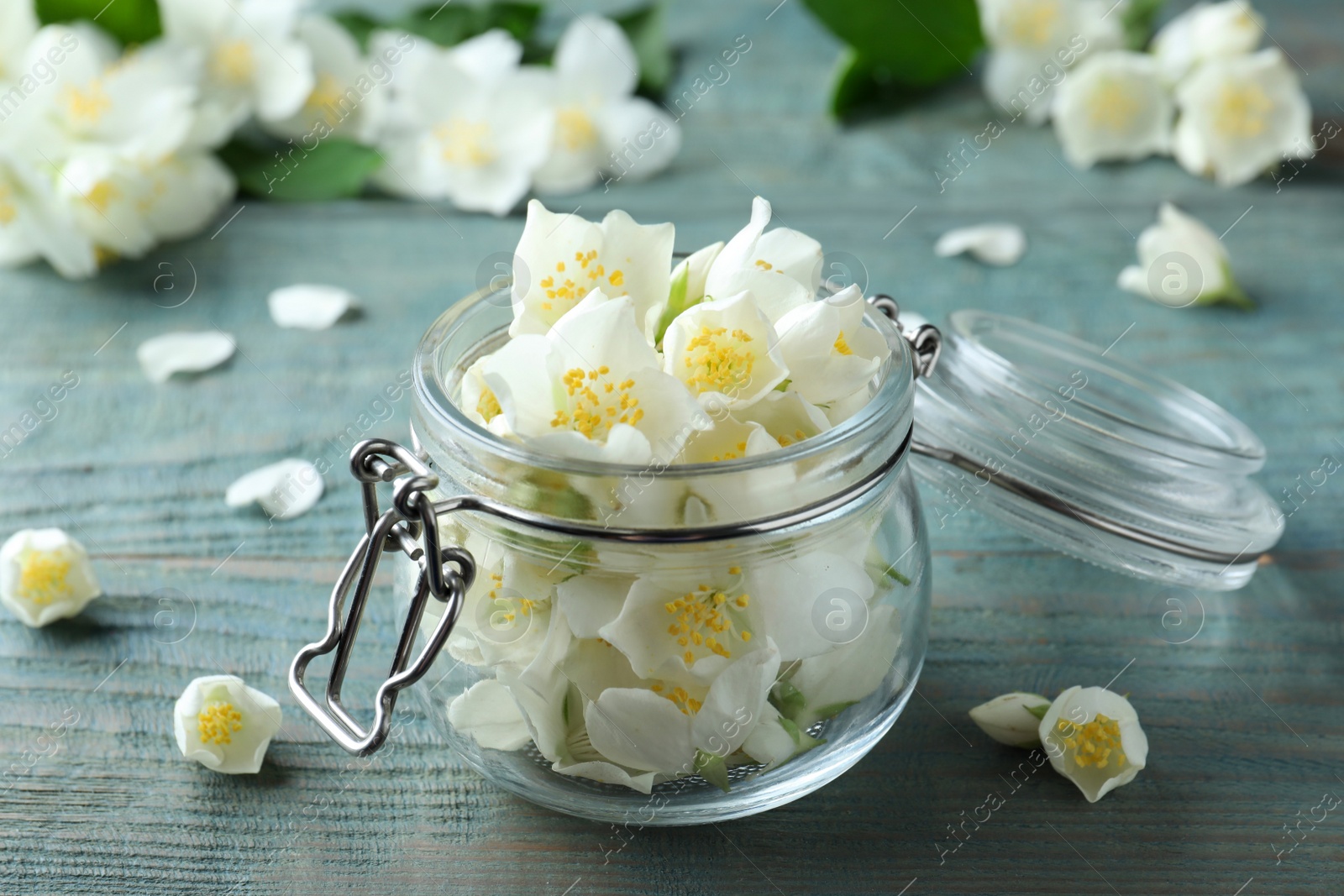 Photo of Beautiful jasmine flowers in glass jar on blue wooden table