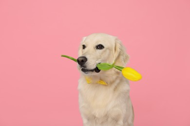 Photo of Cute Labrador Retriever dog holding yellow tulip flower on pink background