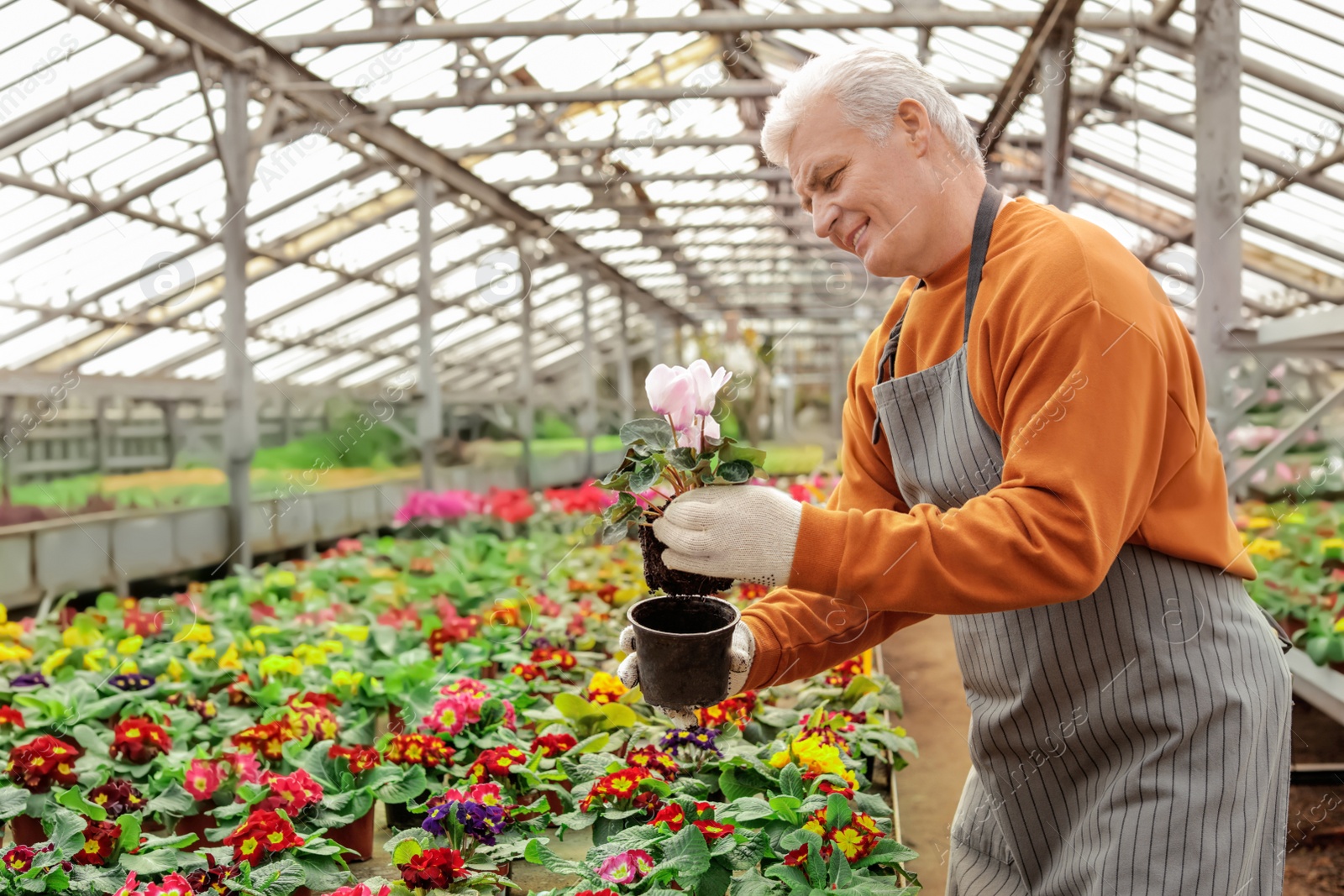 Photo of Mature man potting flower in greenhouse. Home gardening