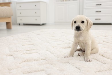 Cute little puppy on white carpet at home. Space for text
