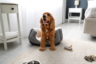 Photo of Cute English Cocker Spaniel in dog bed indoors. Pet friendly hotel