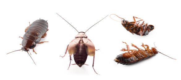Image of Group of brown cockroaches on white background, banner design. Pest control