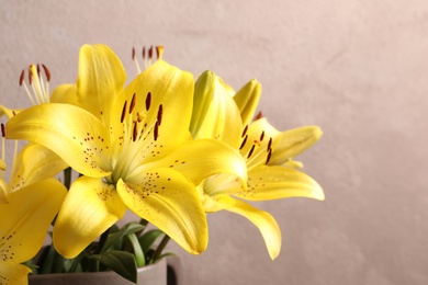 Beautiful blooming lily flowers on color background