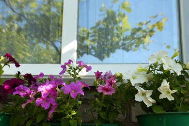 Different beautiful blooming petunias in flowerpots near window outdoors