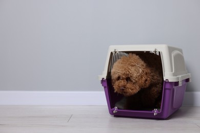 Travel with pet. Fluffy dog in carrier on floor indoors, space for text