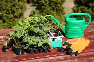 Seedlings growing in plastic containers with soil, rubber gloves, trowel and watering can on wooden table outdoors