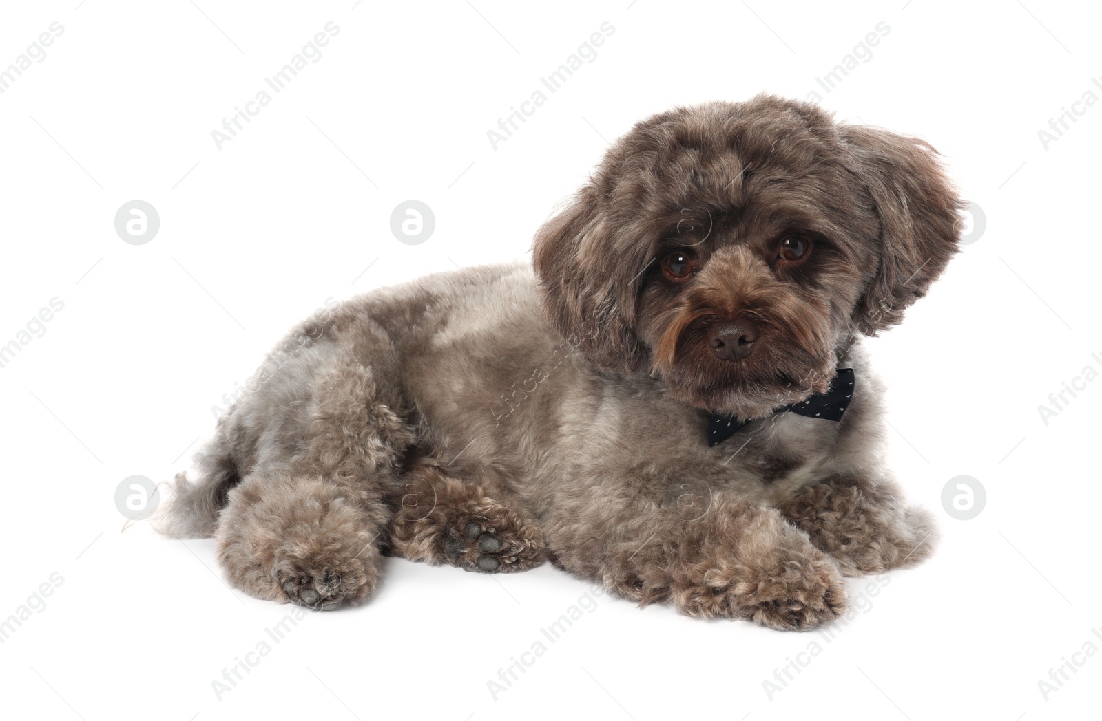 Photo of Cute Maltipoo dog with bow tie on white background. Lovely pet