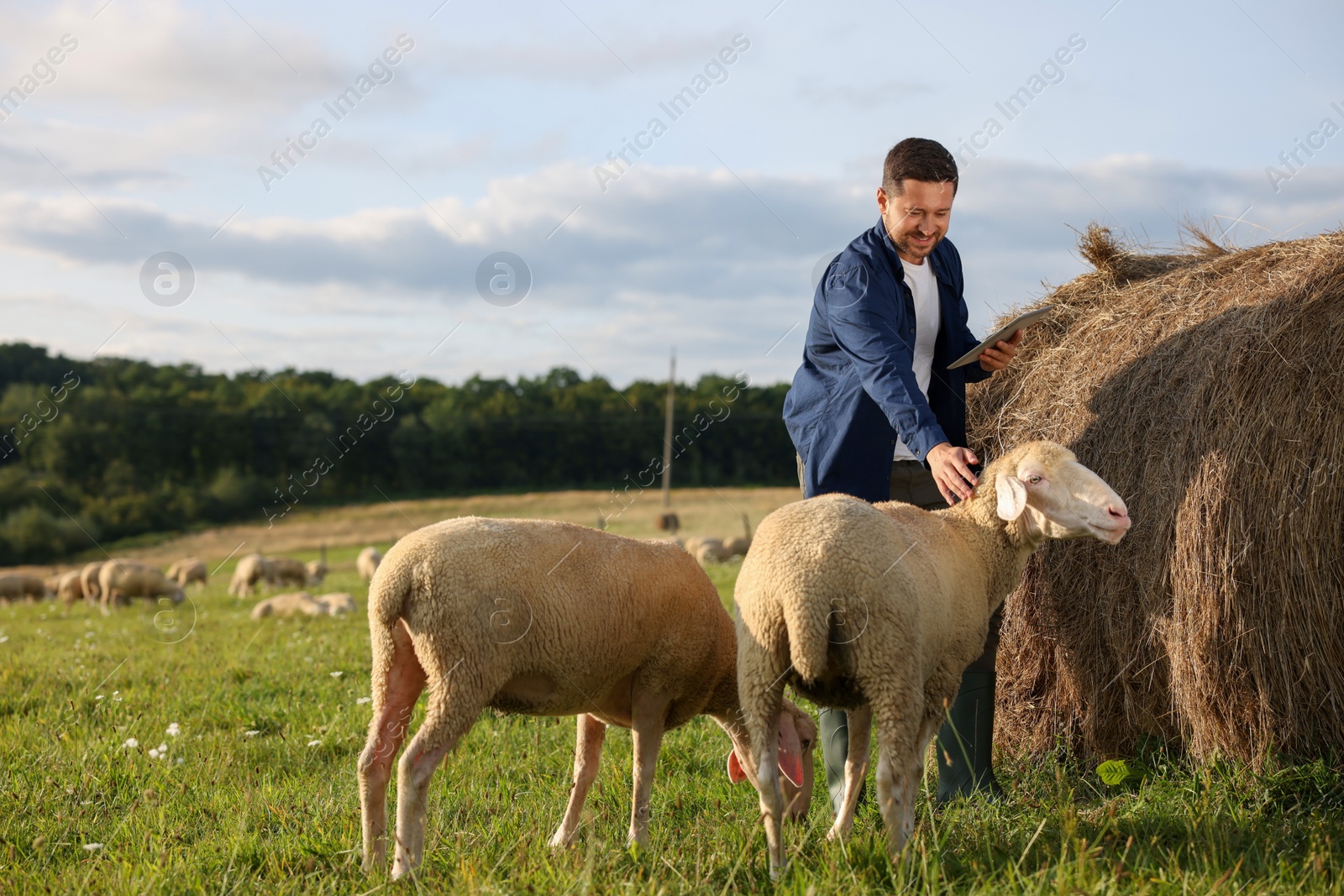 Photo of Smiling farmer with tablet stroking sheep near hay bale on animal farm. Space for text