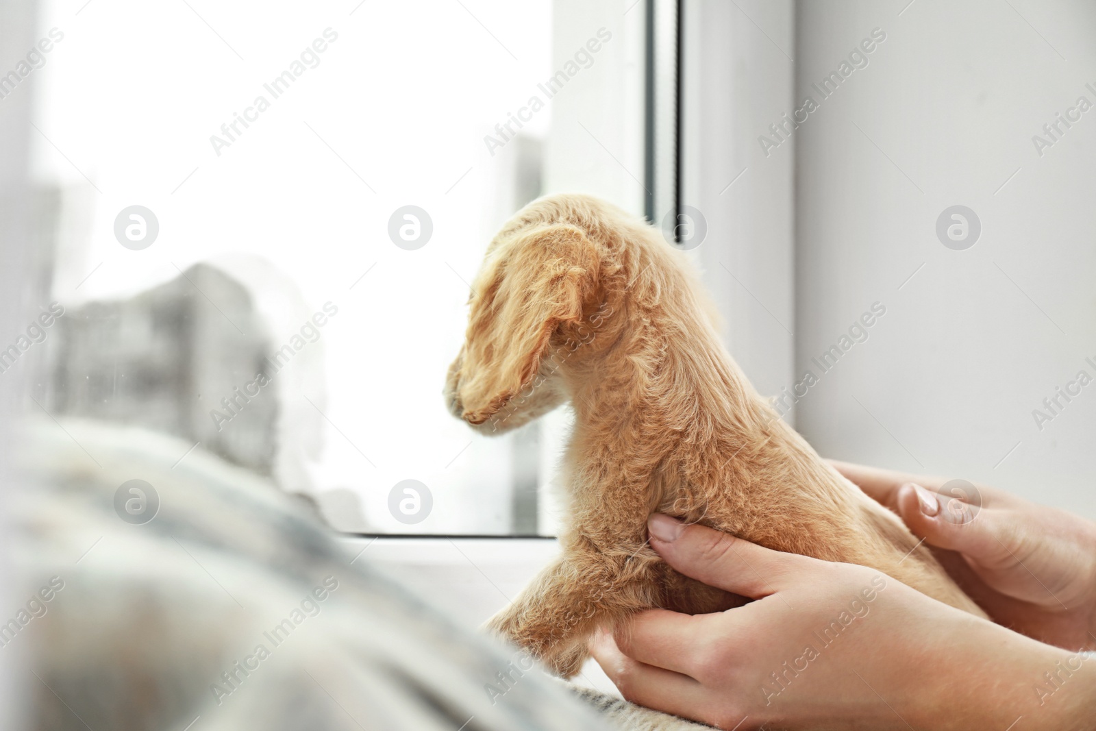 Photo of Owner with cute English Cocker Spaniel puppy near window indoors, closeup