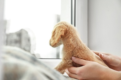 Photo of Owner with cute English Cocker Spaniel puppy near window indoors, closeup