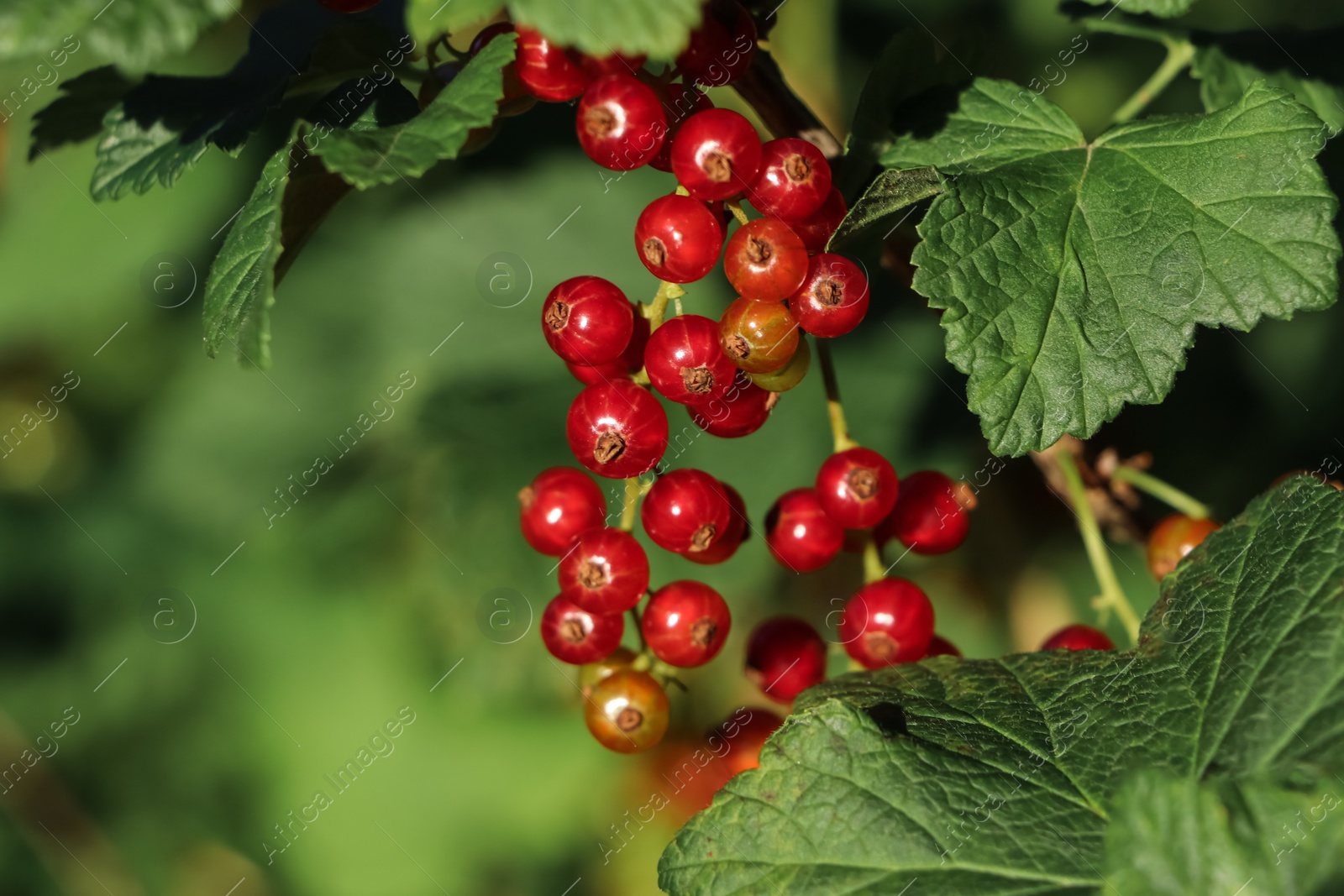 Photo of Closeup view of red currant bush with ripening berries outdoors on sunny day. Space for text