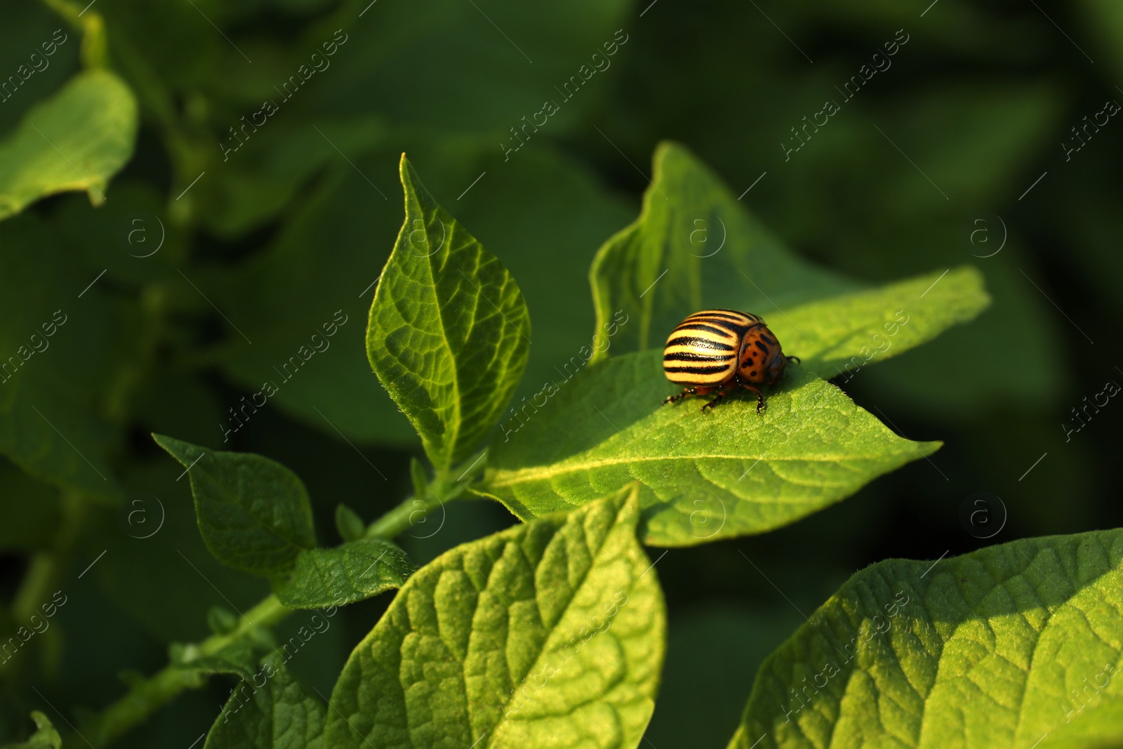 Photo of Colorado potato beetle on green plant outdoors, closeup