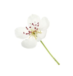 Beautiful flower of blossoming pear tree on white background