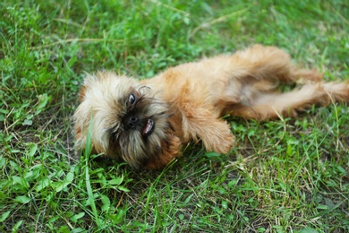Photo of Cute fluffy dog on green grass in park