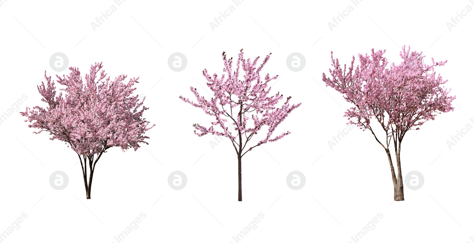 Image of Beautiful blossoming sakura trees on white background, collage. Banner design