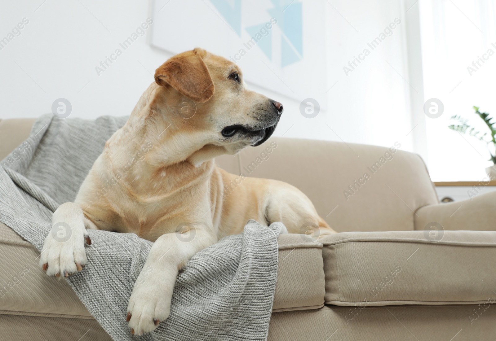 Photo of Yellow labrador retriever on cozy sofa indoors