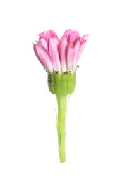 Photo of One beautiful pink daisy bud isolated on white