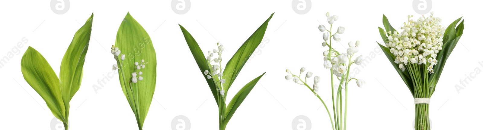 Image of Set of beautiful lily of the valley flowers with green leaves on white background