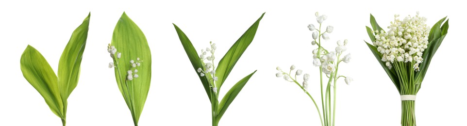 Image of Set of beautiful lily of the valley flowers with green leaves on white background