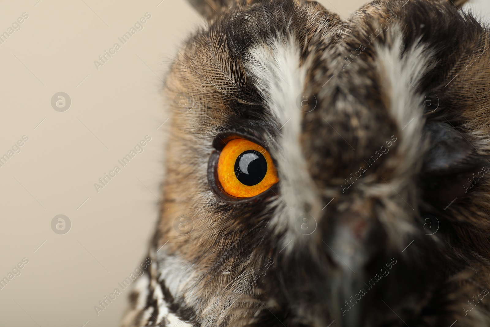 Photo of Beautiful eagle owl on beige background, closeup. Predatory bird