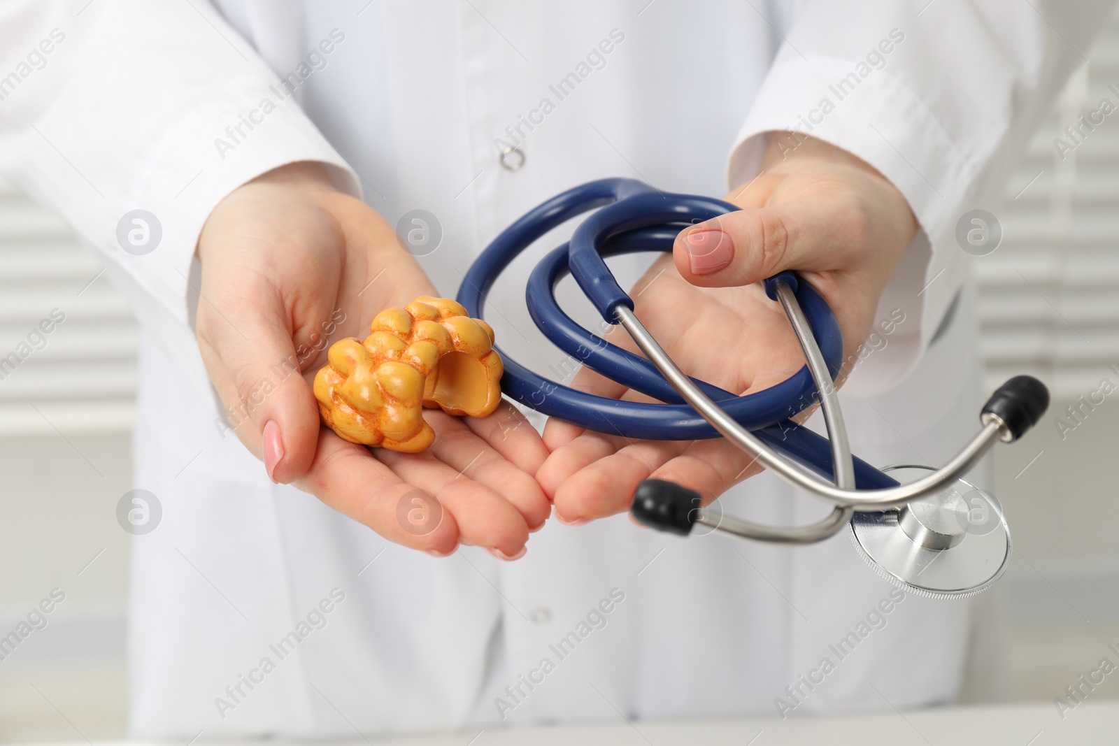 Photo of Endocrinologist holding stethoscope and model of thyroid gland, closeup