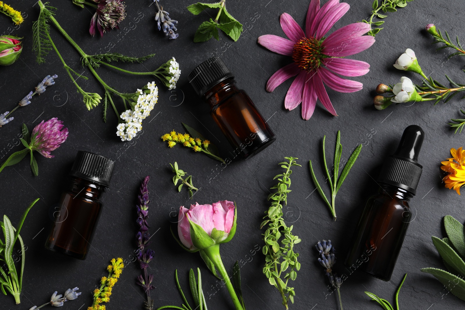 Photo of Bottles of essential oils, different herbs and flowers on black table, flat lay