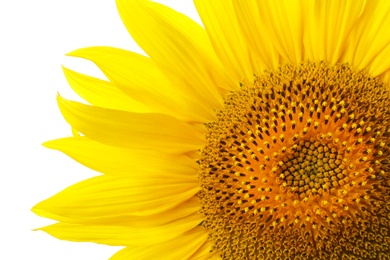 Photo of Beautiful bright sunflower on white background, closeup