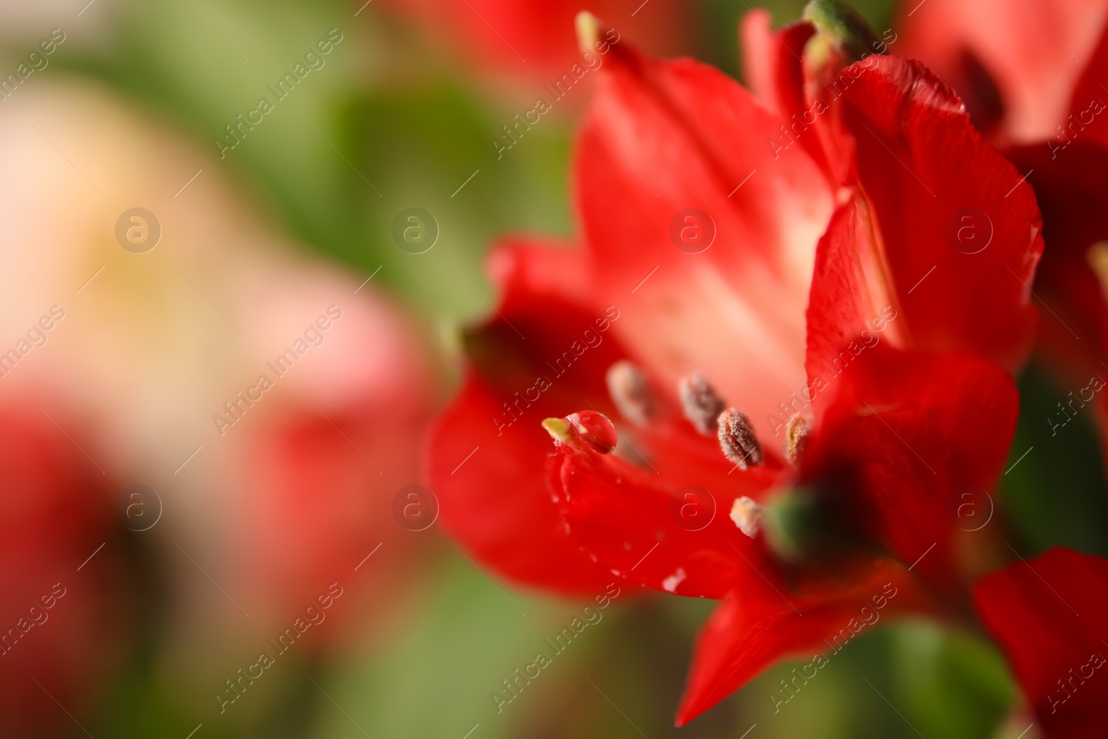 Photo of Beautiful flower with water drops on blurred background, closeup. Space for text