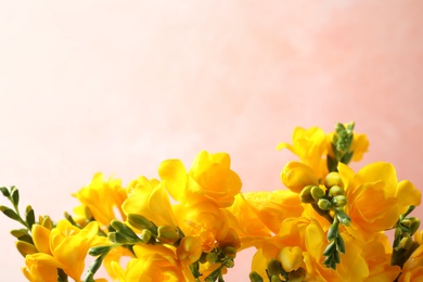 Photo of Beautiful blooming yellow freesias against pink background, closeup. Space for text